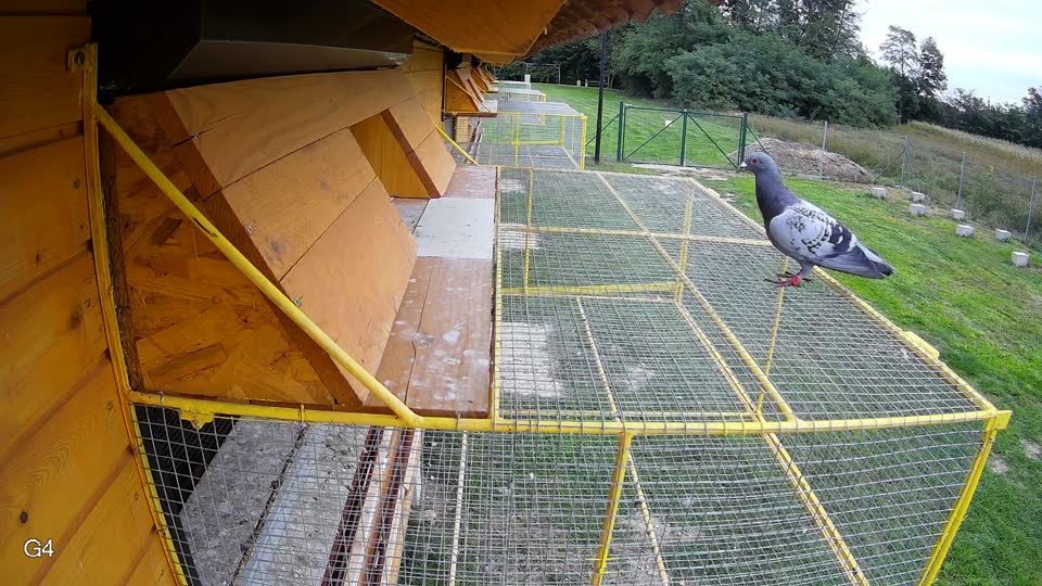 Pigeon Arrival Image For Race Final race 3