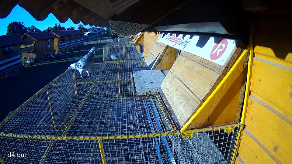 Pigeon Arrival Image For Race Race 3