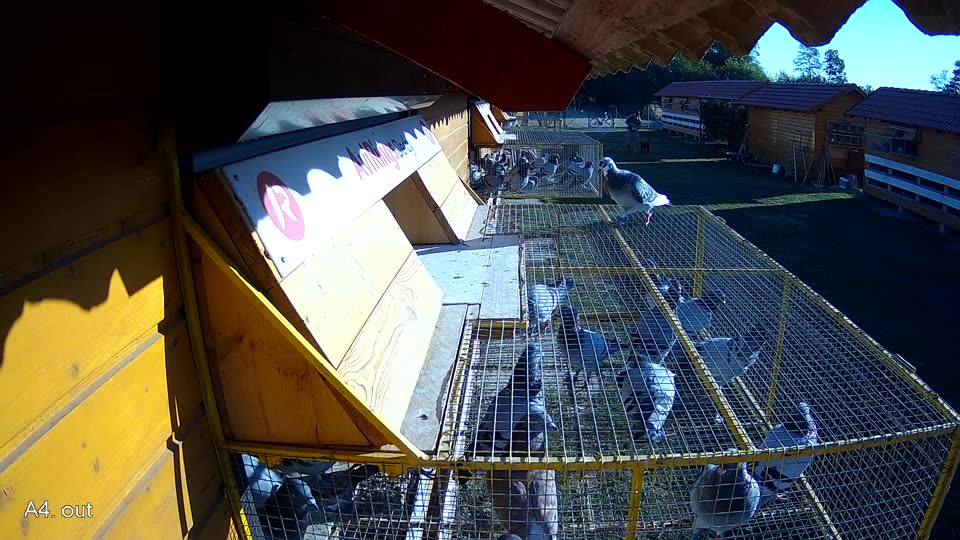 Pigeon Arrival Image For Race Race 3