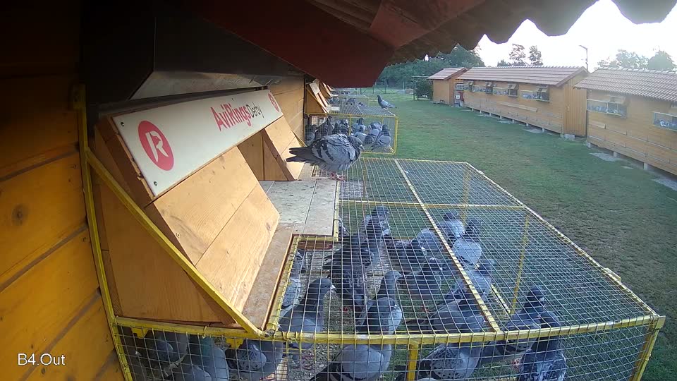 Pigeon Arrival Image For Race Race 3