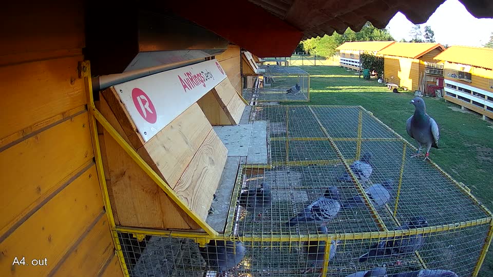 Pigeon Arrival Image For Race Race 4
