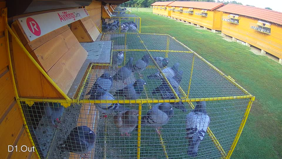 Pigeon Arrival Image For Race Race 3