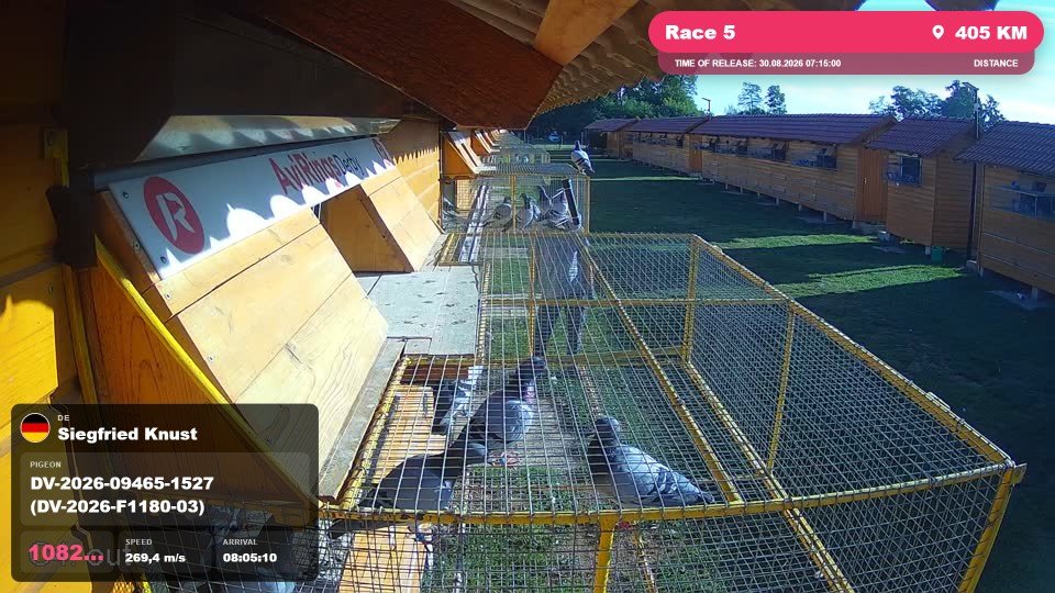 Pigeon Arrival Image For Race Race 5