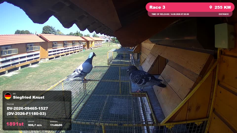 Pigeon Arrival Image For Race Race 3