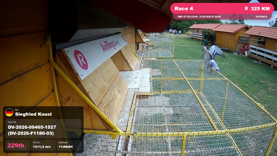 Pigeon Arrival Image For Race Race 4