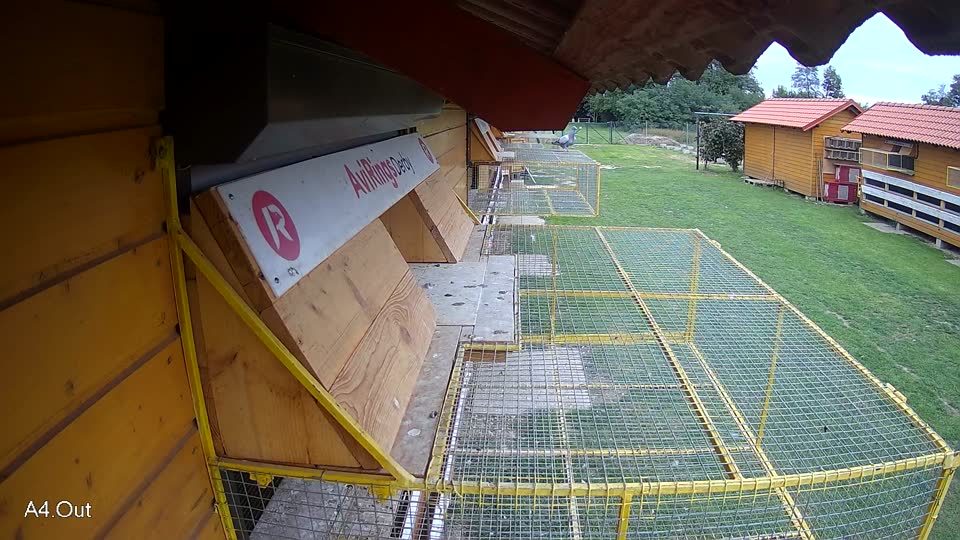 Pigeon Arrival Image For Race Final race 3