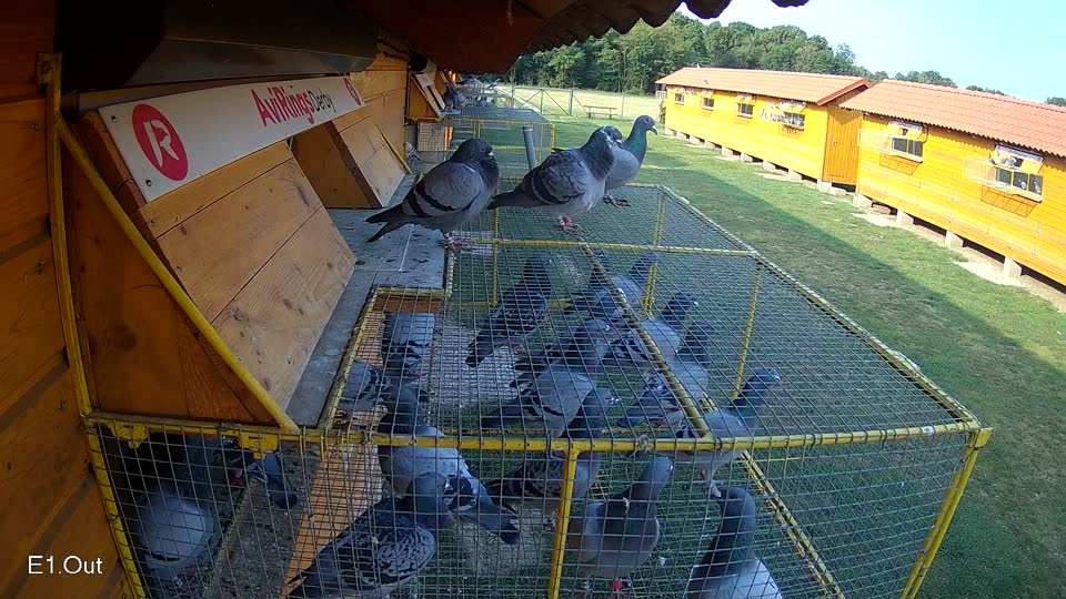 Pigeon Arrival Image For Race Race 4