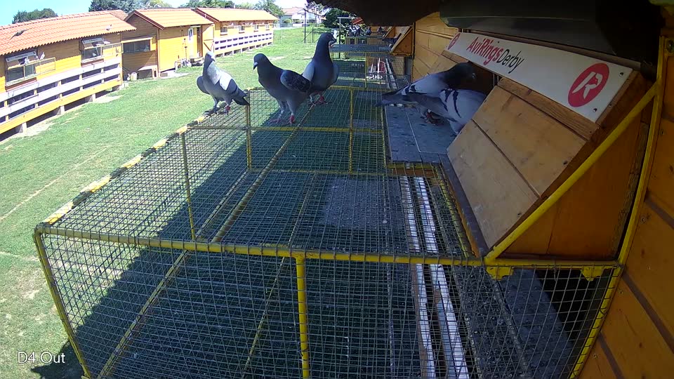 Pigeon Arrival Image For Race Race 2