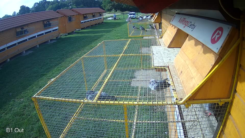 Pigeon Arrival Image For Race Final race 1