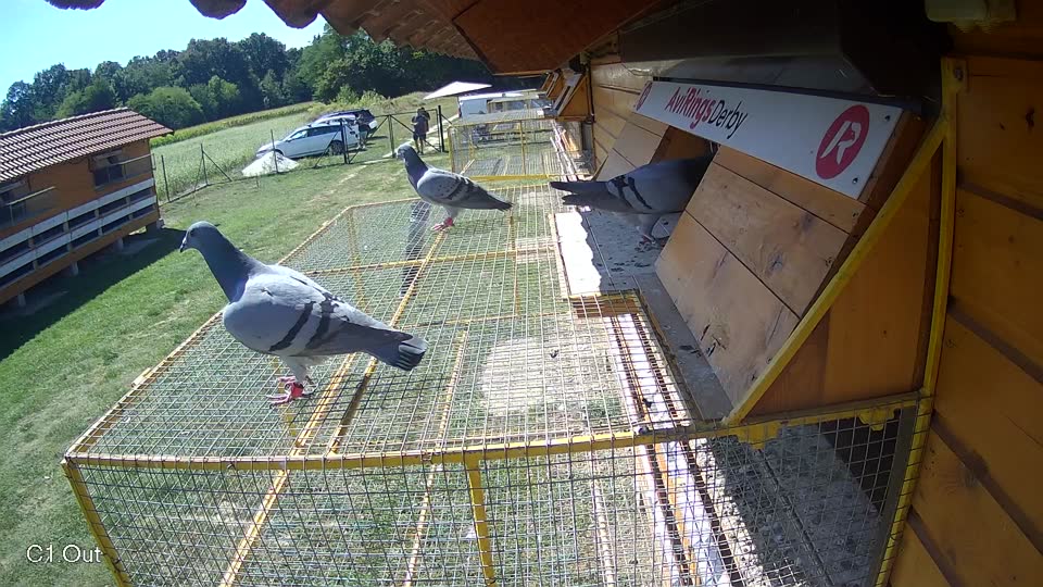 Pigeon Arrival Image For Race Race 5