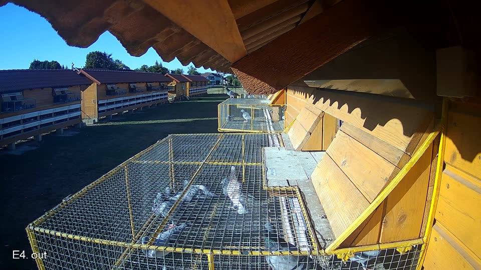 Pigeon Arrival Image For Race Race 3