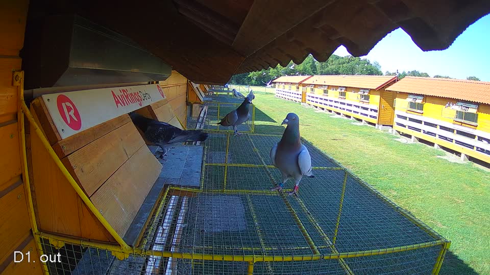 Pigeon Arrival Image For Race Race 2