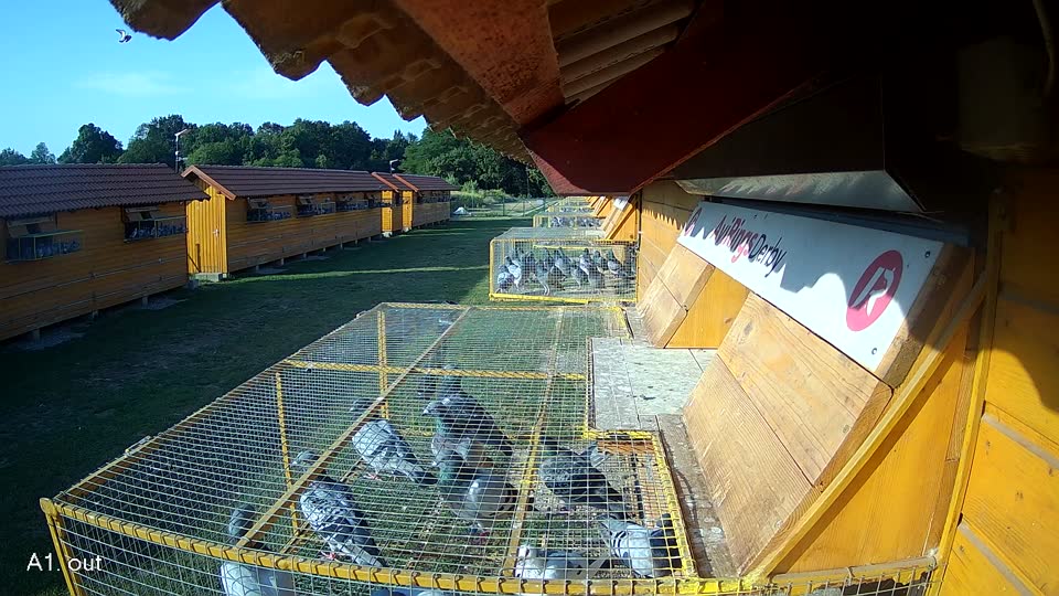 Pigeon Arrival Image For Race Race 1