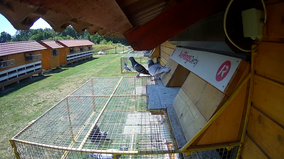 Pigeon Arrival Image For Race Race 2