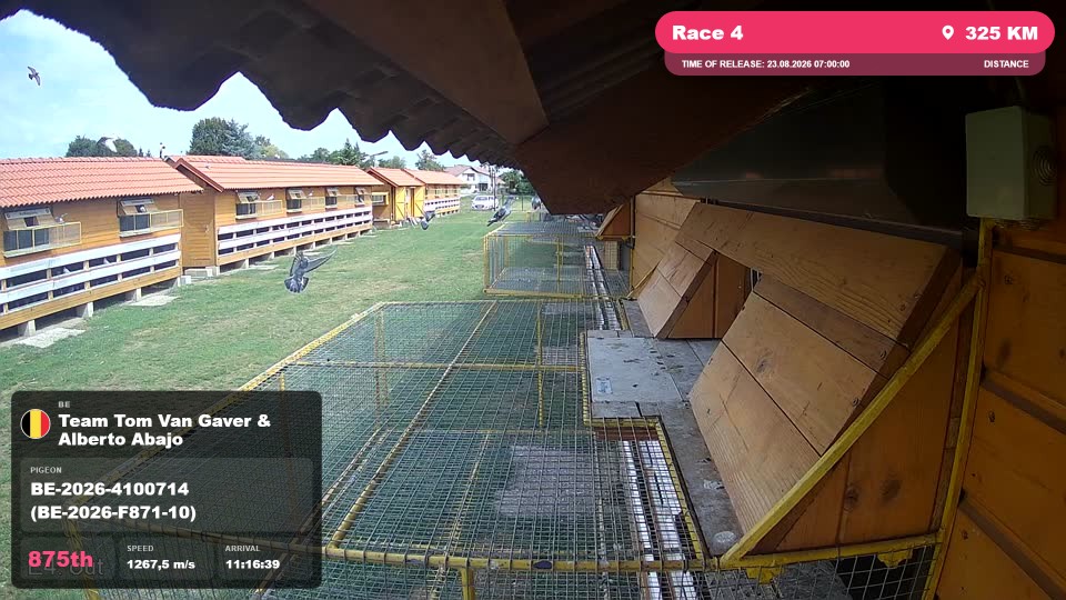 Pigeon Arrival Image For Race Race 4