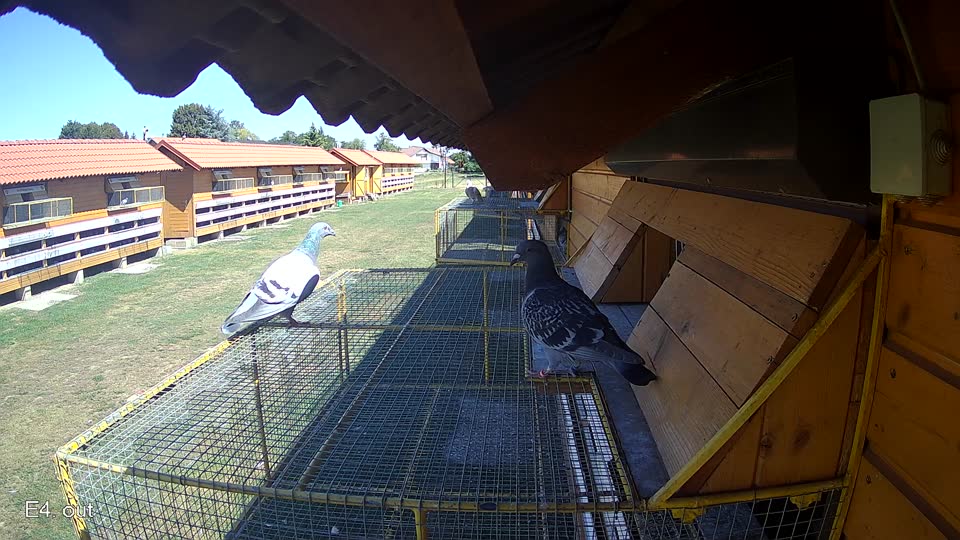 Pigeon Arrival Image For Race Race 3
