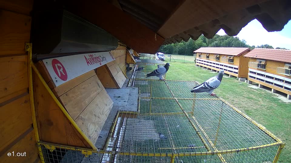 Pigeon Arrival Image For Race Race 4