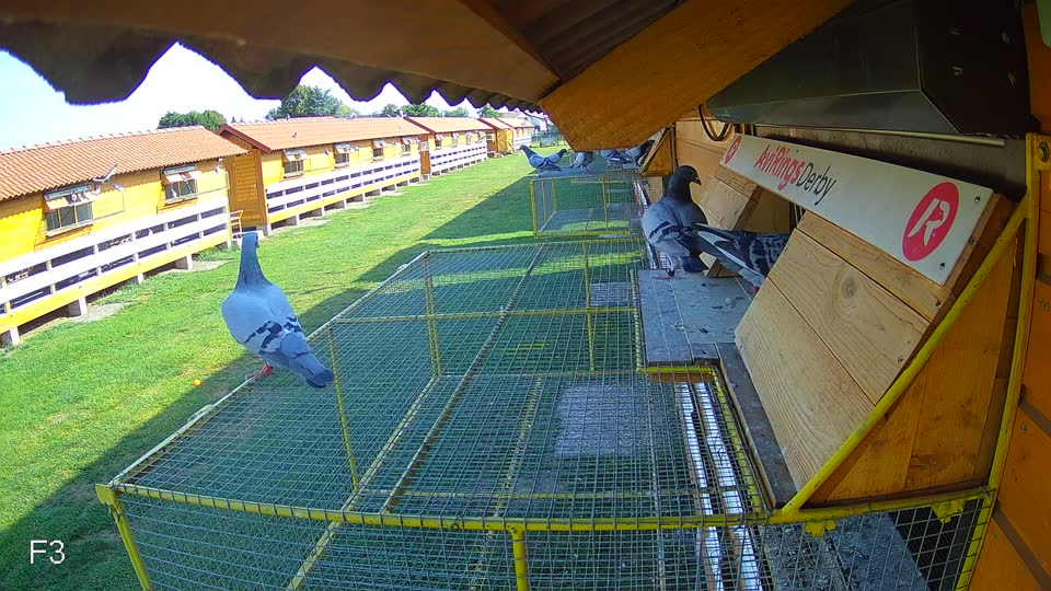 Pigeon Arrival Image For Race Race 1