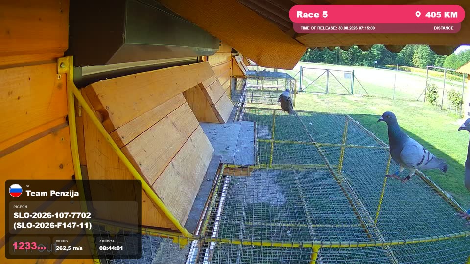 Pigeon Arrival Image For Race Race 5