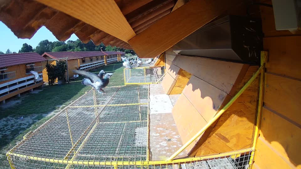 Pigeon Arrival Image For Race Race 1