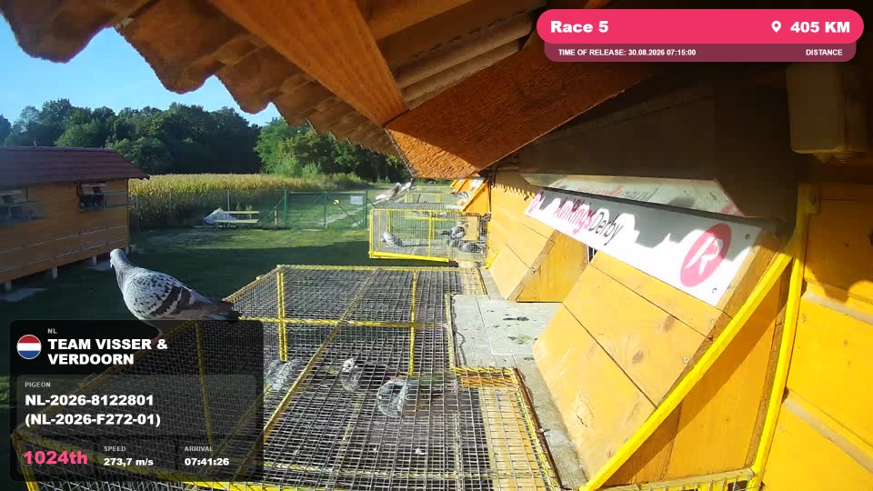 Pigeon Arrival Image For Race Race 5