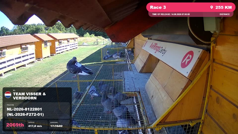 Pigeon Arrival Image For Race Race 3
