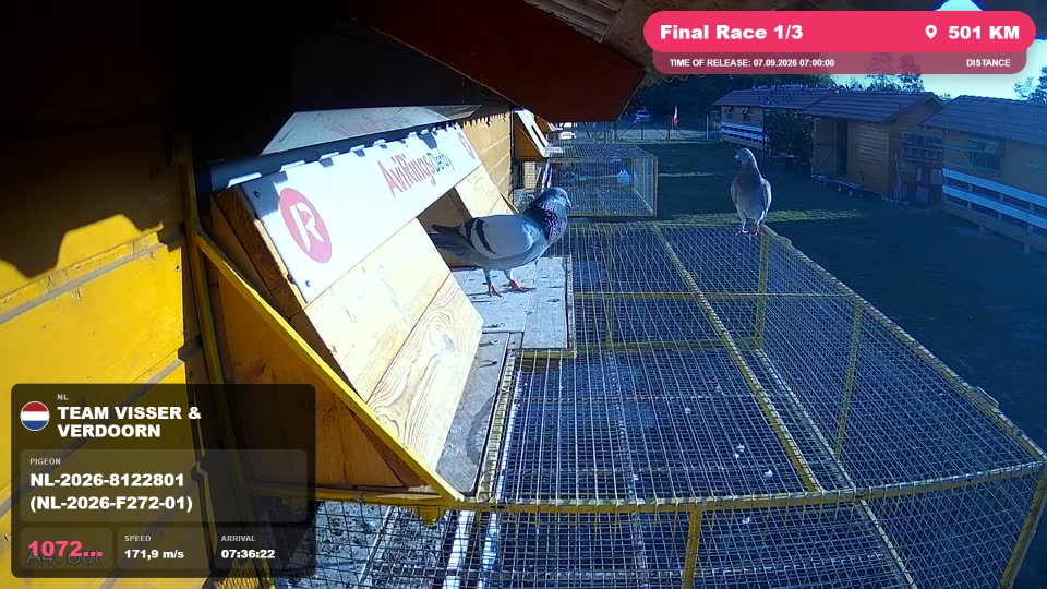Pigeon Arrival Image For Race Final Race 1/3