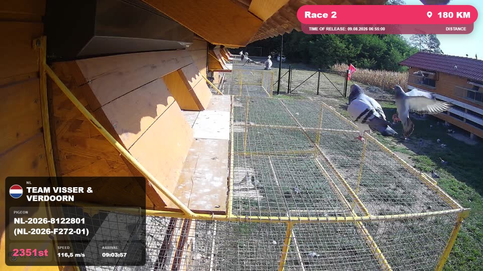 Pigeon Arrival Image For Race Race 2