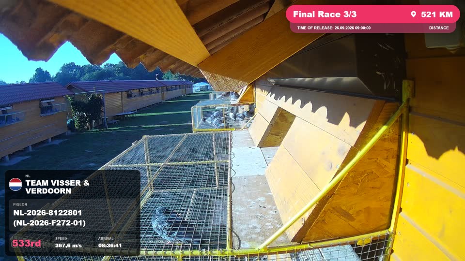 Pigeon Arrival Image For Race Final Race 3/3