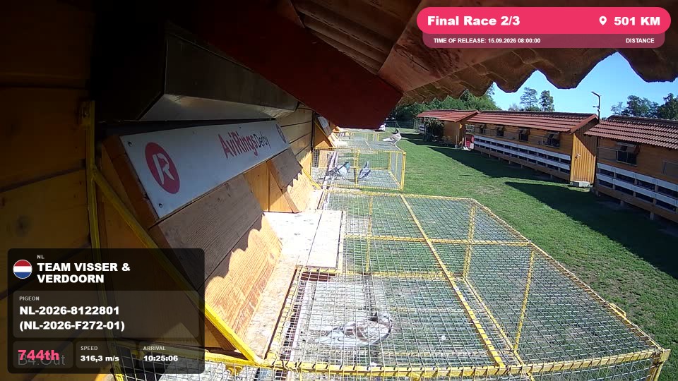 Pigeon Arrival Image For Race Final Race 2/3