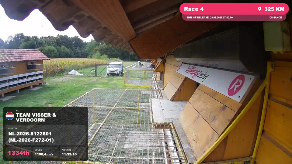 Pigeon Arrival Image For Race Race 4