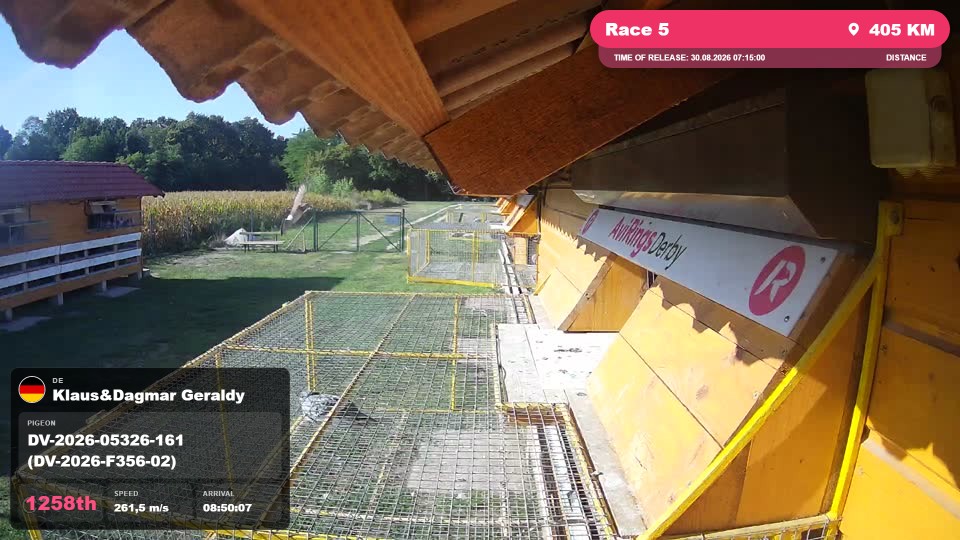 Pigeon Arrival Image For Race Race 5