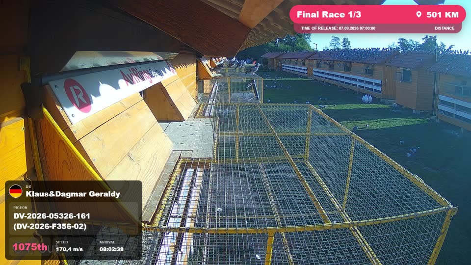 Pigeon Arrival Image For Race Final Race 1/3