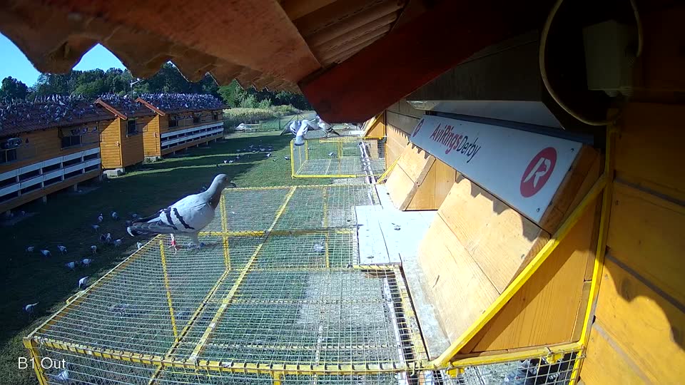 Pigeon Arrival Image For Race Race 2