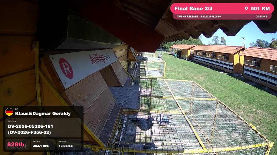 Pigeon Arrival Image For Race Final Race 2/3