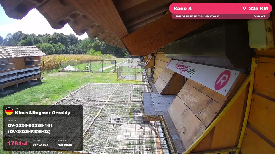 Pigeon Arrival Image For Race Race 4
