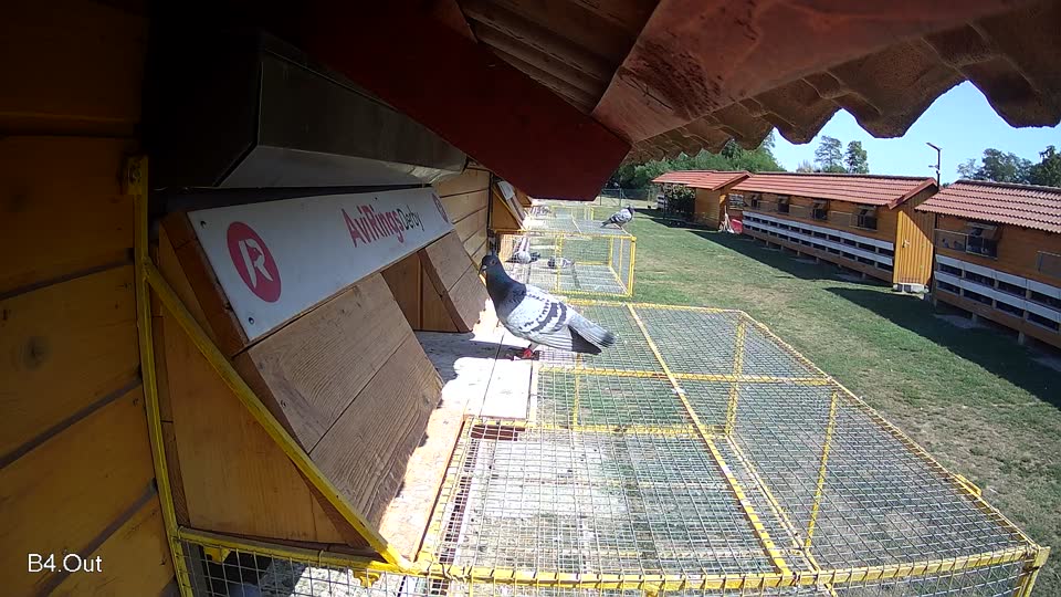 Pigeon Arrival Image For Race Race 5