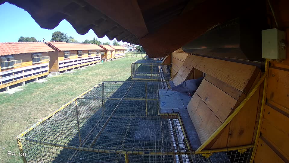 Pigeon Arrival Image For Race Race 3