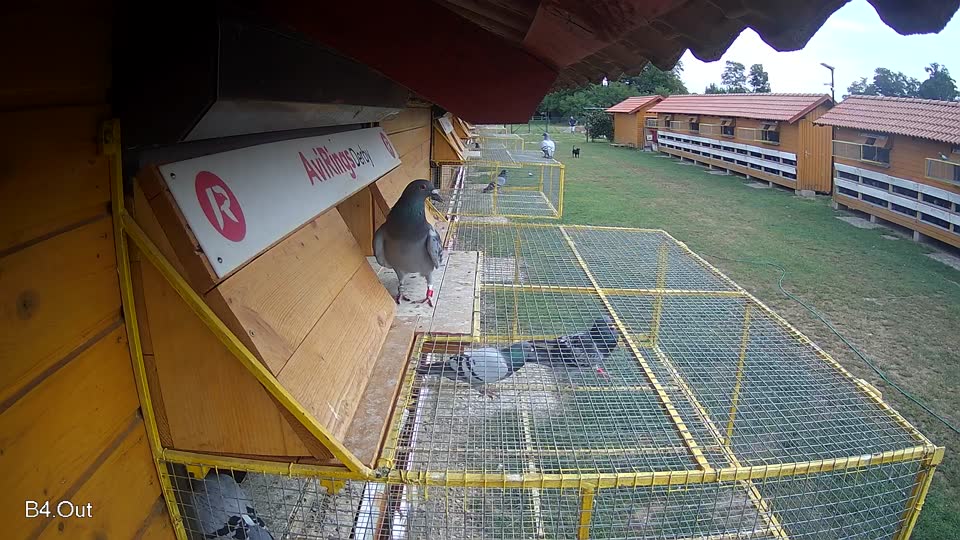 Pigeon Arrival Image For Race Race 3