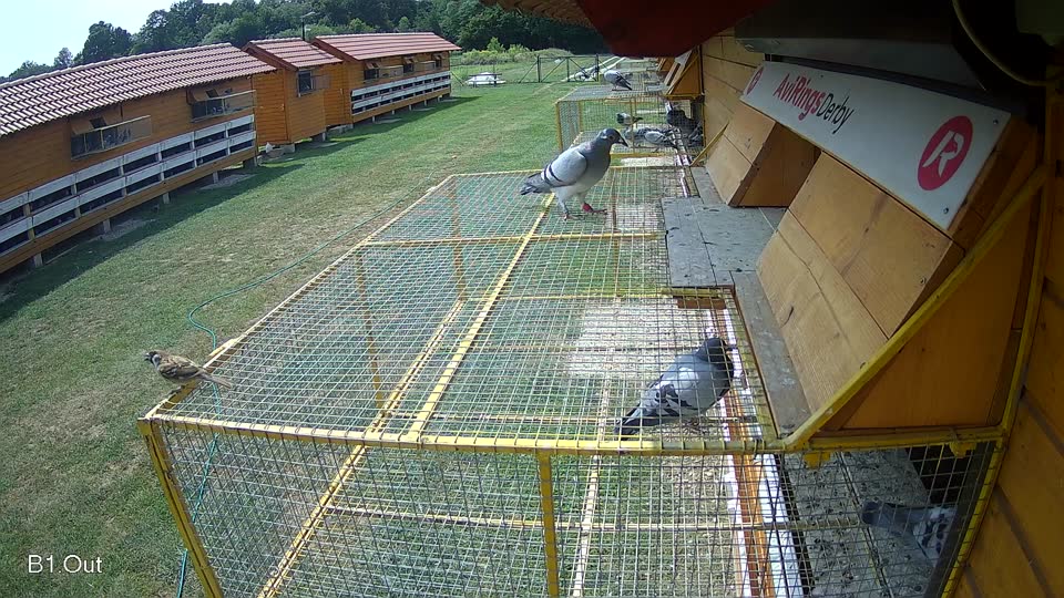 Pigeon Arrival Image For Race Race 3
