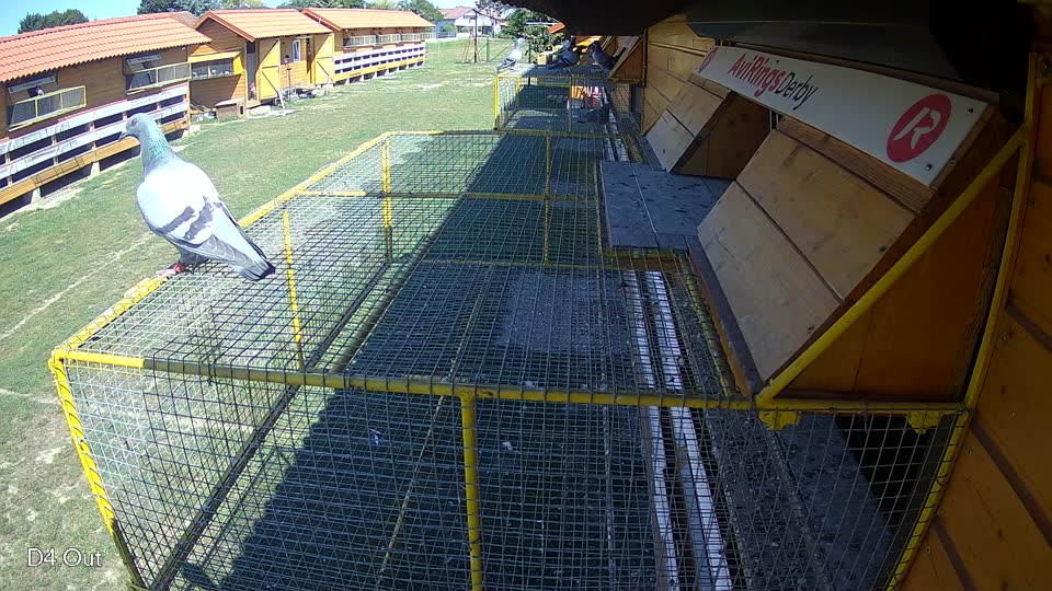 Pigeon Arrival Image For Race Race 5