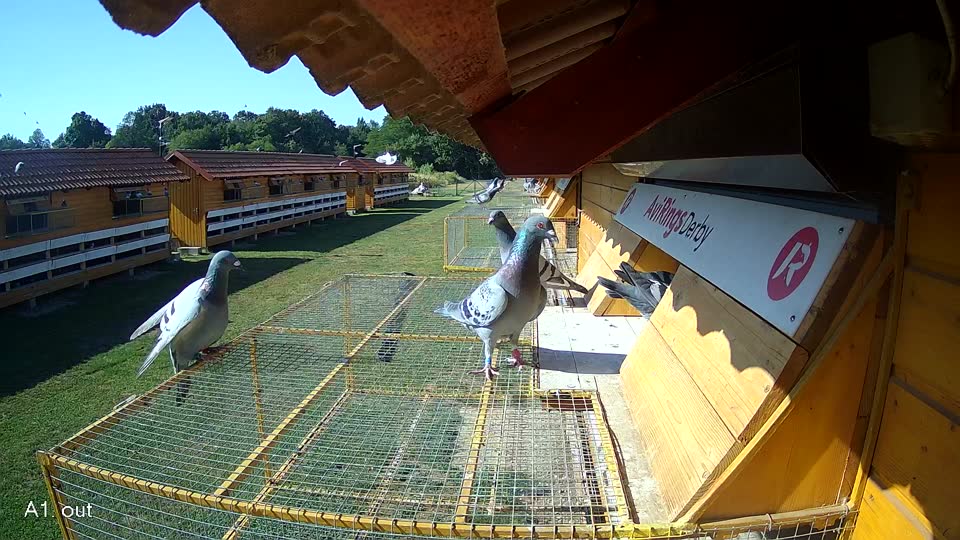 Pigeon Arrival Image For Race Race 2