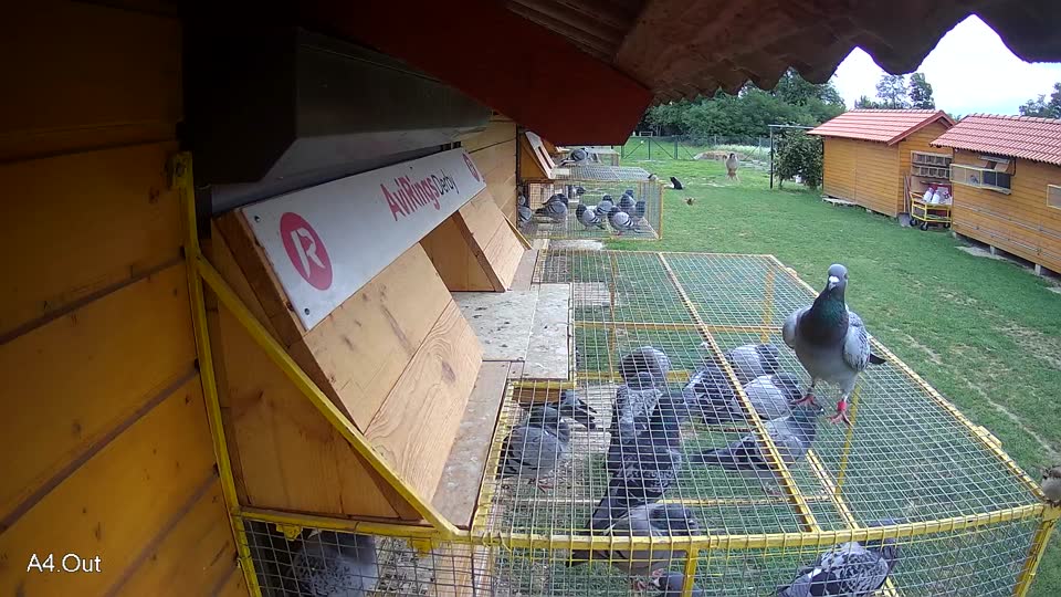 Pigeon Arrival Image For Race Race 6