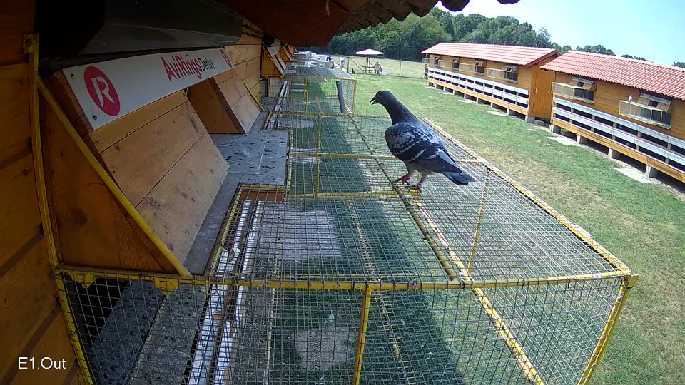 Pigeon Arrival Image For Race Race 4