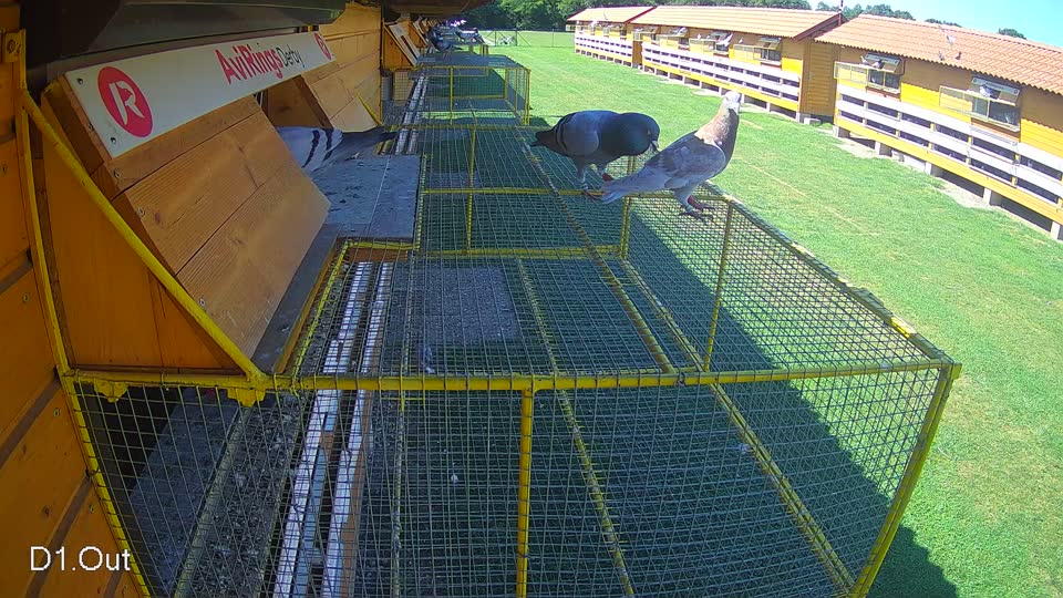 Pigeon Arrival Image For Race Race 2