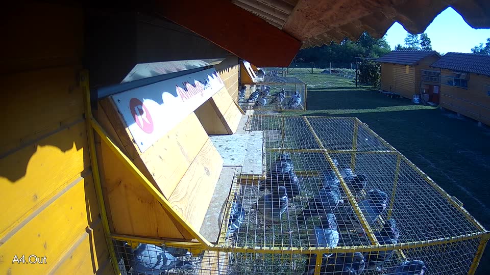 Pigeon Arrival Image For Race Race 5