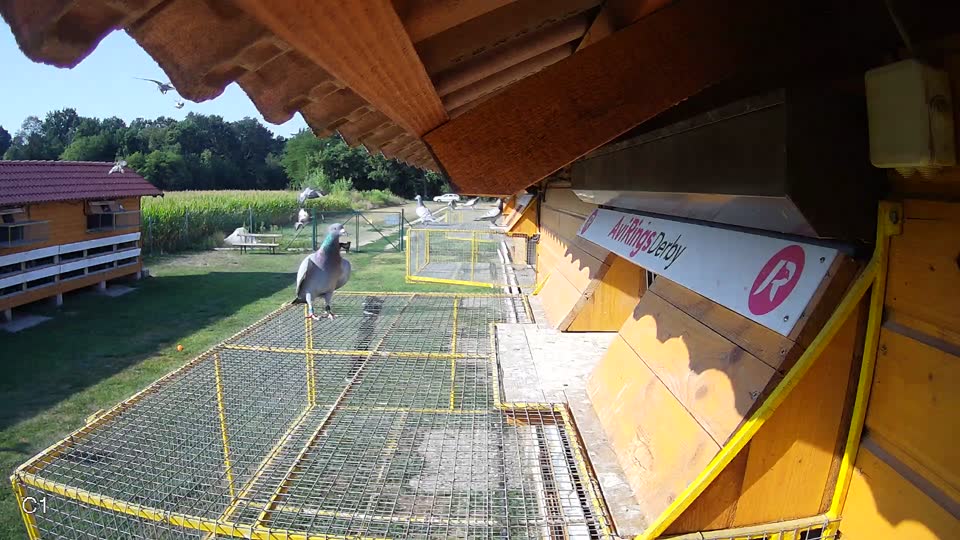 Pigeon Arrival Image For Race Race 1