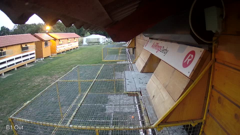 Pigeon Arrival Image For Race Final Race 1/3