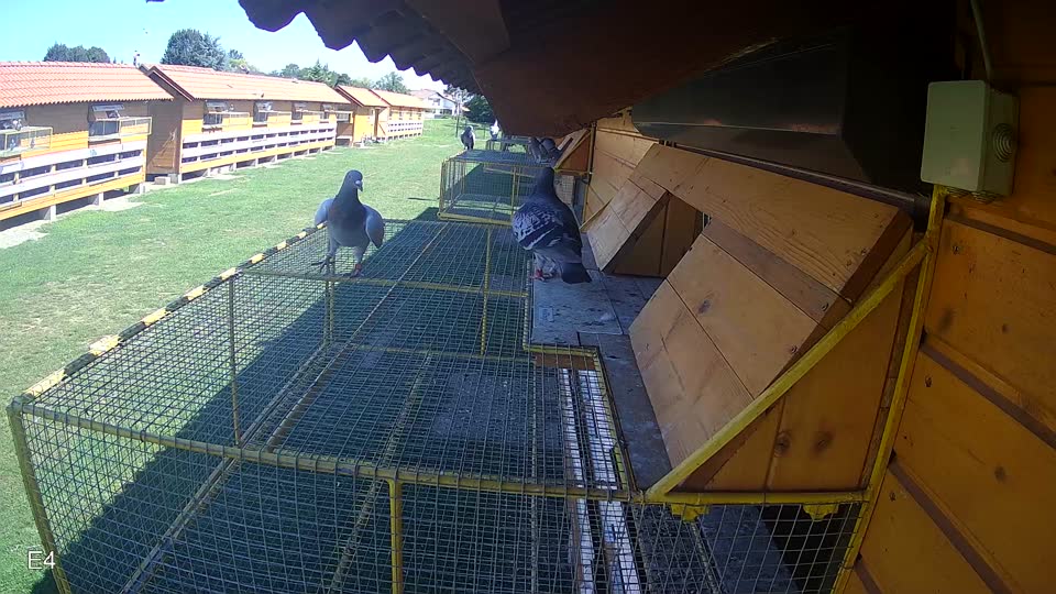 Pigeon Arrival Image For Race Race 2