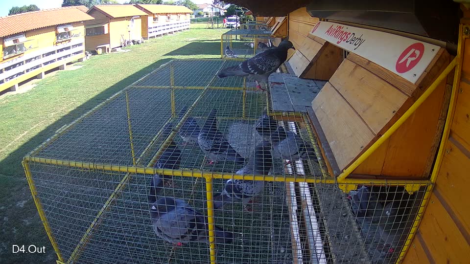 Pigeon Arrival Image For Race Race 4